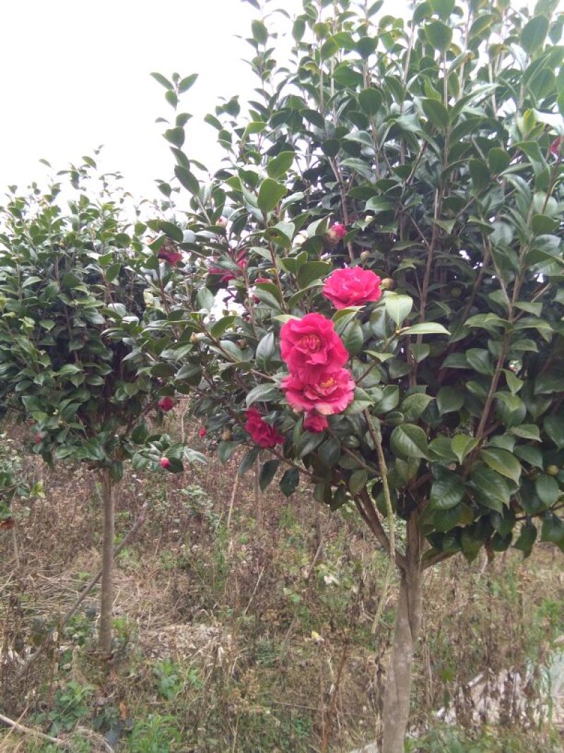 茶花树140cm以上