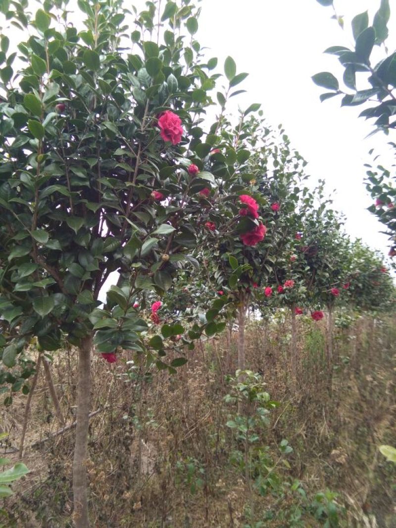 茶花树140cm以上