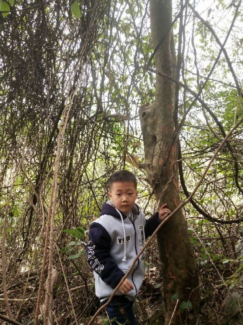 小叶榆树4~6cm4~6cm3.5~4m