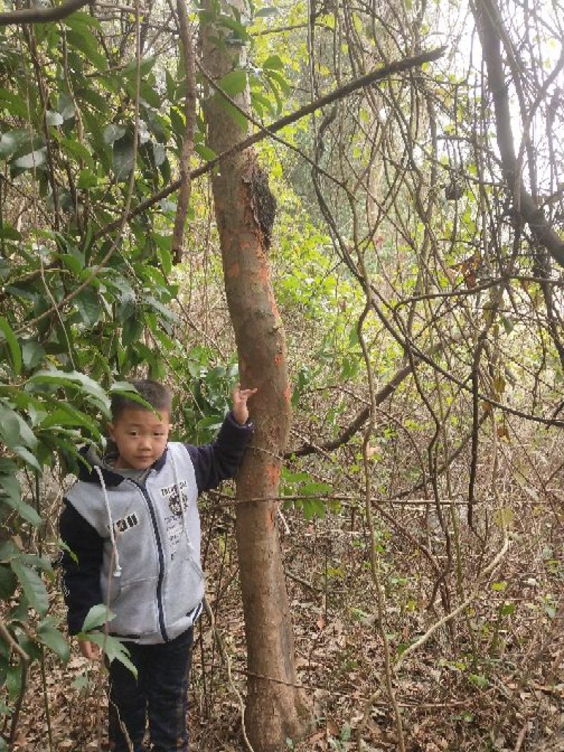 小叶榆树4~6cm4~6cm3.5~4m