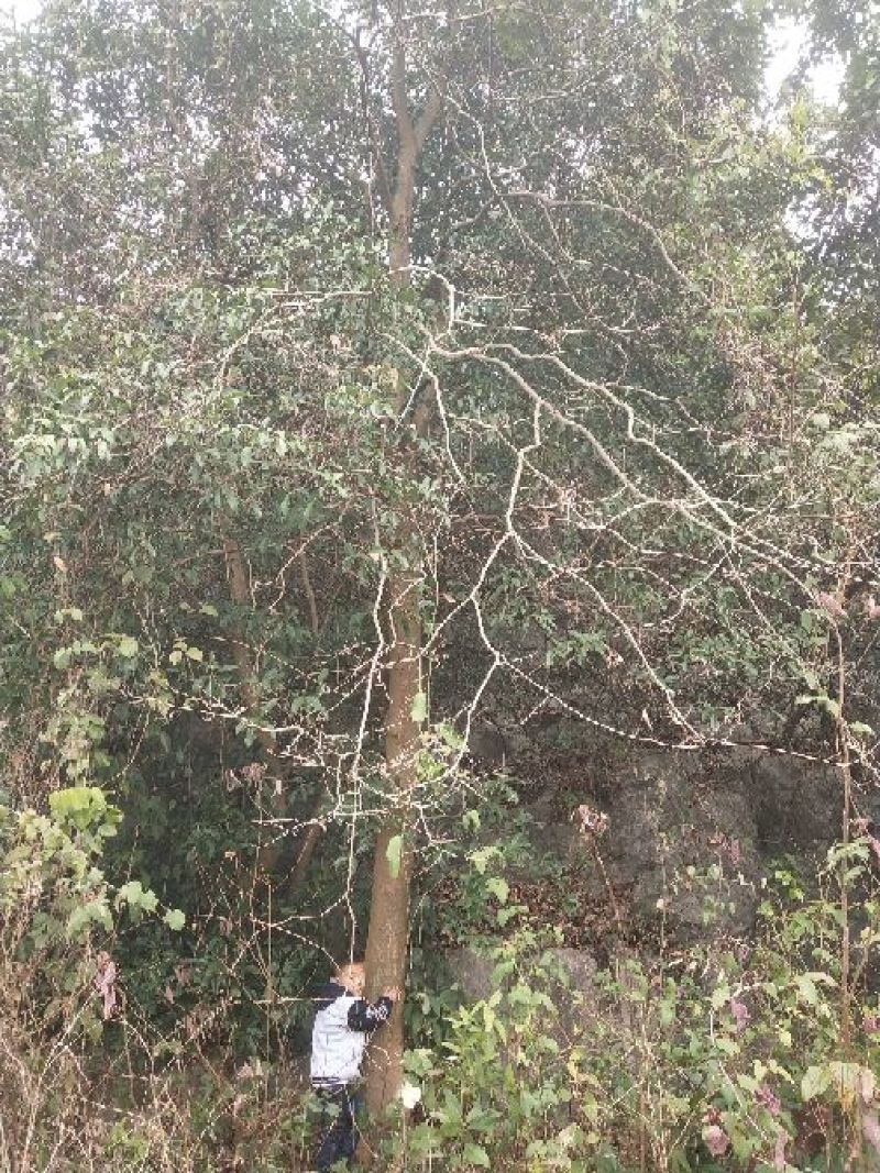 小叶榆树4~6cm4~6cm3.5~4m