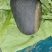 毛石
