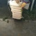301白萝卜1.5~2斤起