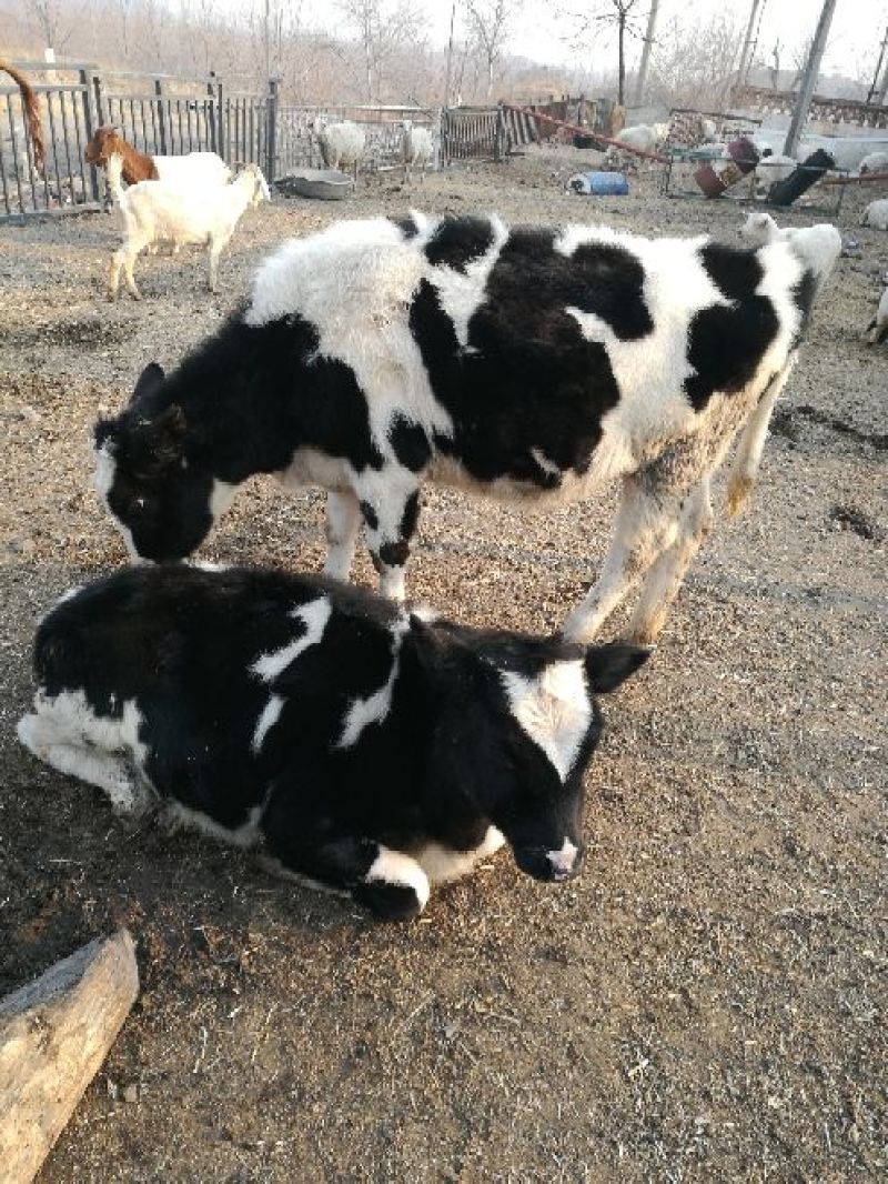 牛犊200~300kg