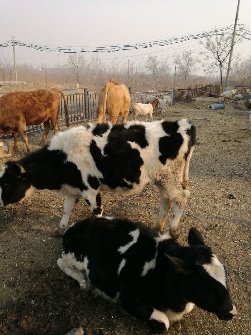 牛犊200~300kg