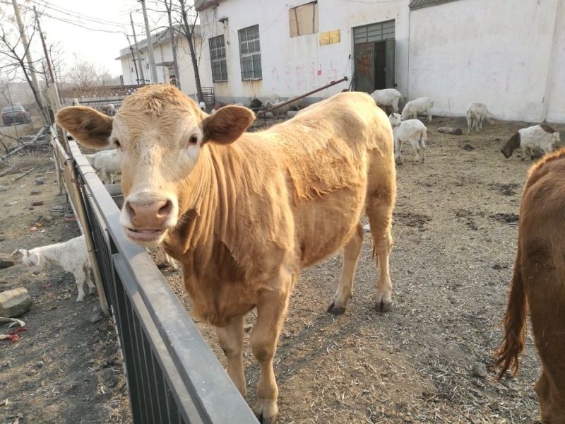 牛犊200~300kg
