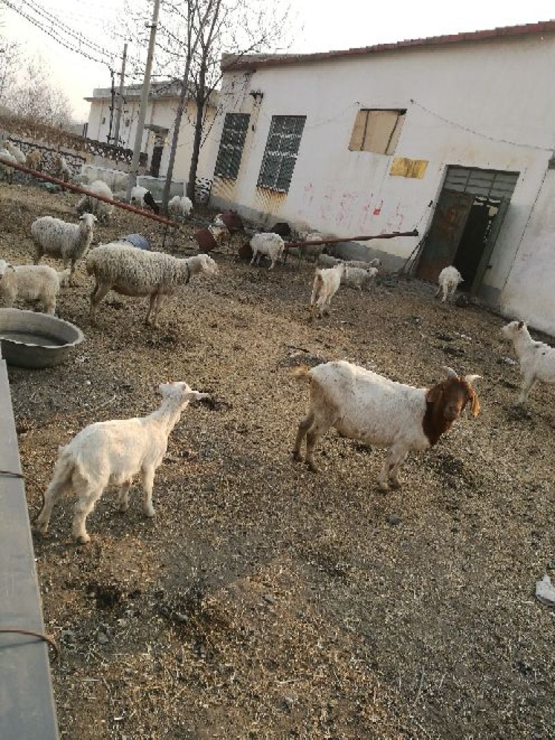 牛犊200~300kg