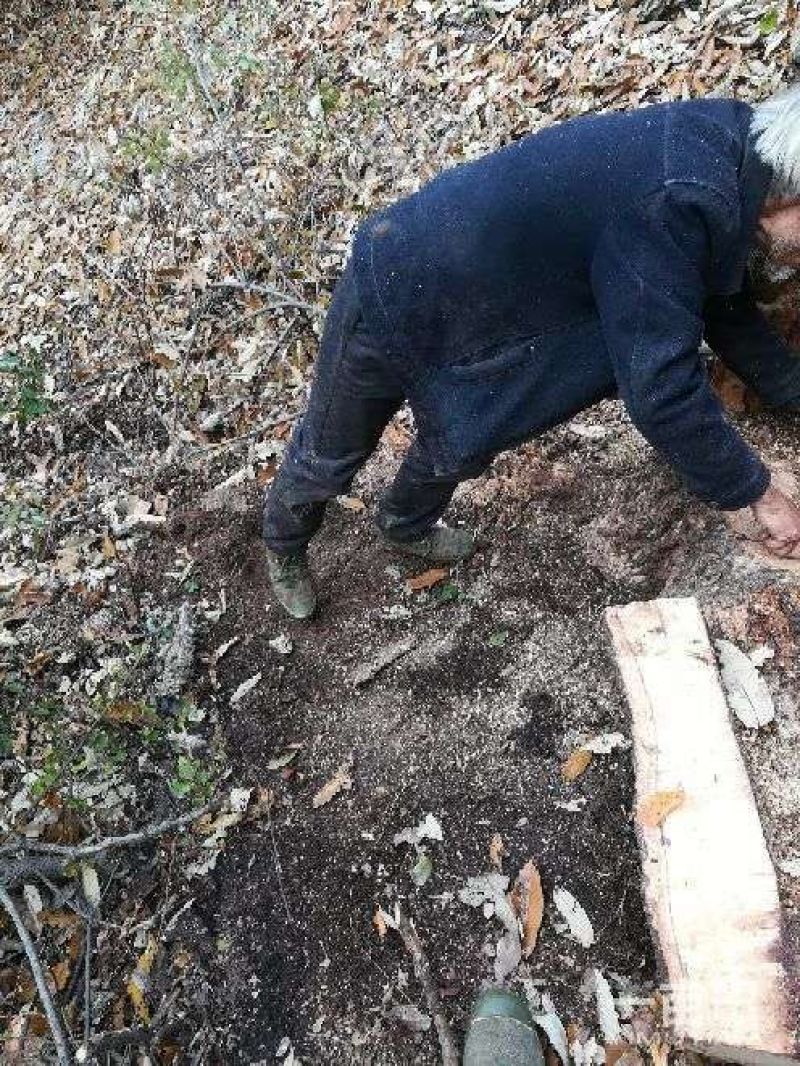 土蜂蜜自家养殖纯野生不掺假甜度高保真