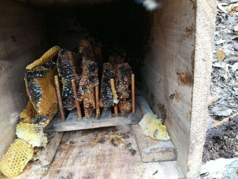 土蜂蜜自家养殖纯野生不掺假甜度高保真