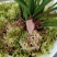 春兰