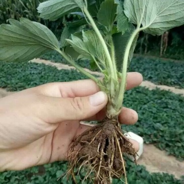 草莓苗20~30cm地栽苗，现挖现发，保湿发货