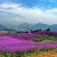 野花组合种子多年生四季开花波斯菊格桑花百日草阳台
