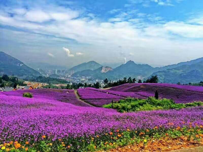 野花组合种子多年生四季开花波斯菊格桑花百日草阳台