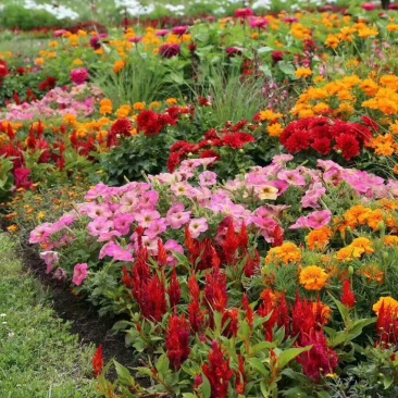 野花组合种子多年生四季开花波斯菊格桑花百日草阳台