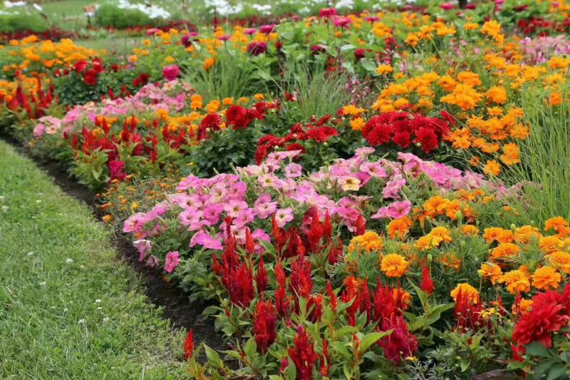 野花组合种子多年生四季开花波斯菊格桑花百日草阳台