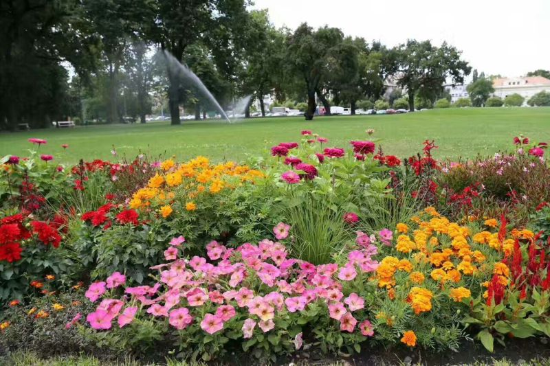 野花组合种子多年生四季开花波斯菊格桑花百日草阳台