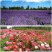 野花组合种子多年生四季开花波斯菊格桑花百日草阳台