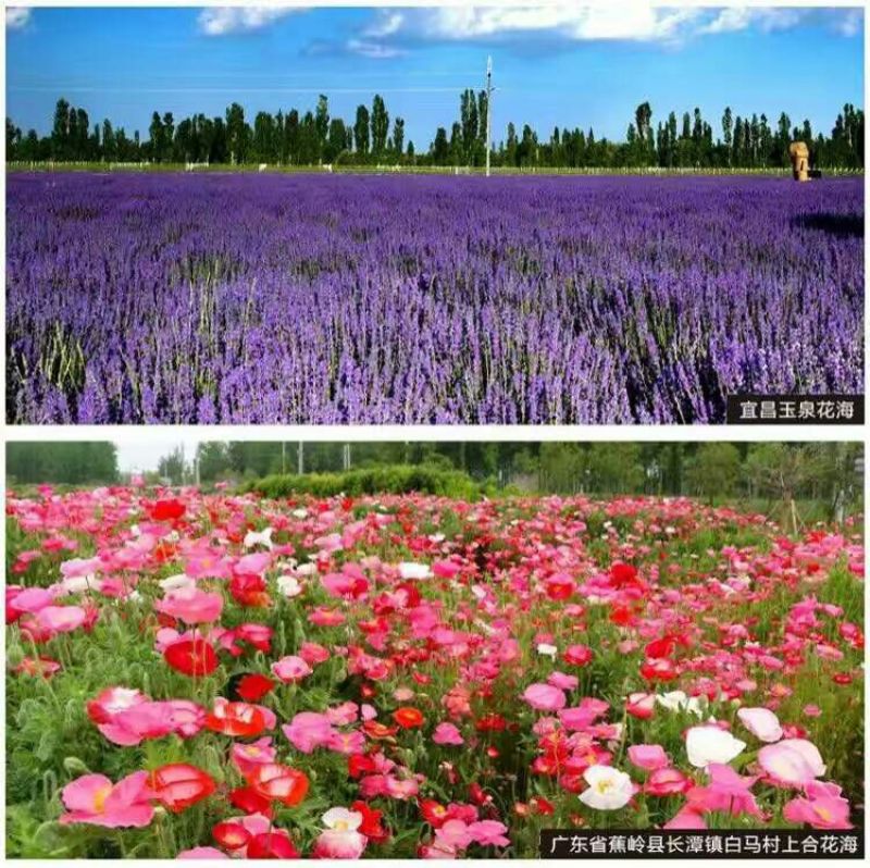 野花组合种子多年生四季开花波斯菊格桑花百日草阳台