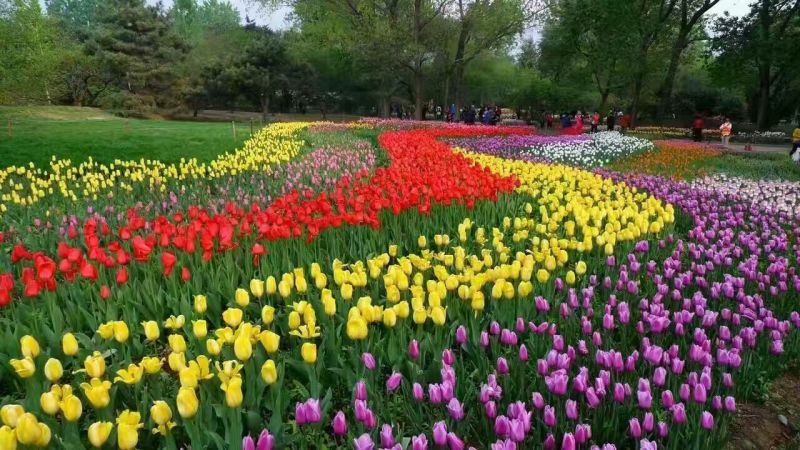 野花组合种子多年生四季开花波斯菊格桑花百日草阳台