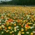 野花组合种子多年生四季开花波斯菊格桑花百日草阳台