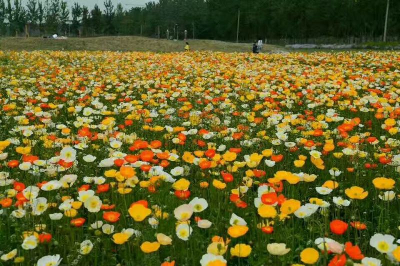 野花组合种子多年生四季开花波斯菊格桑花百日草阳台