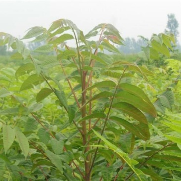 红油香椿苗大棚50~60cm，需要的朋友联系