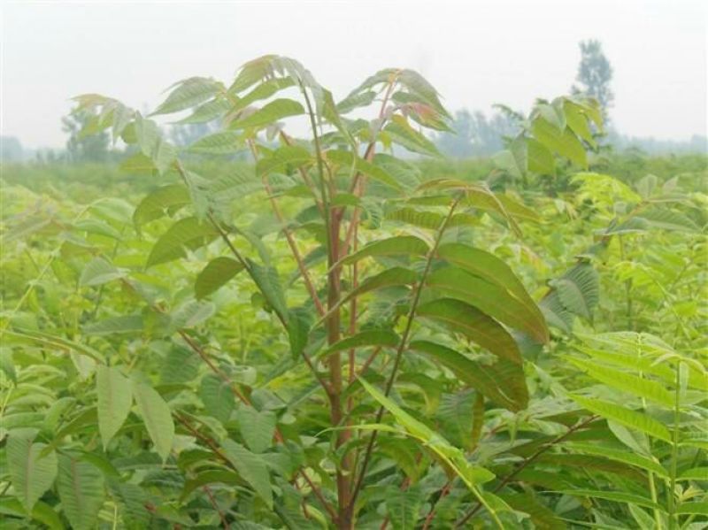 红油香椿苗大棚50~60cm，需要的朋友联系