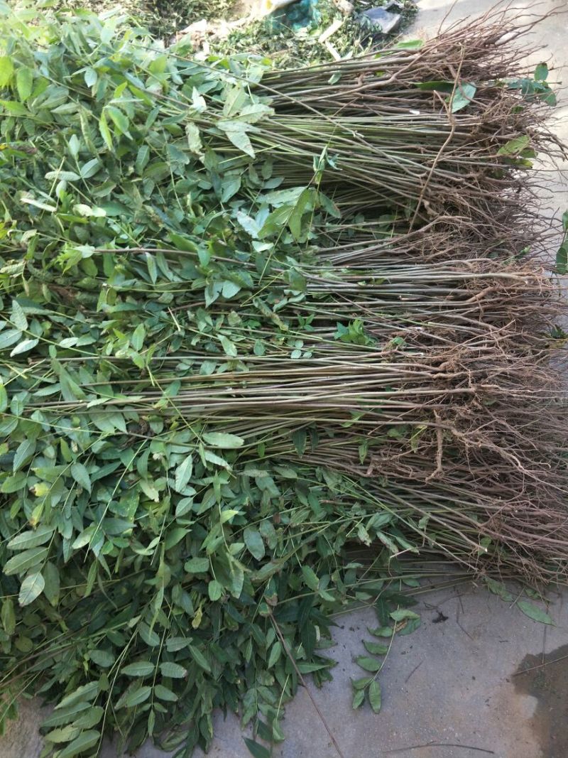 红油香椿苗大棚50~60cm，需要的朋友联系
