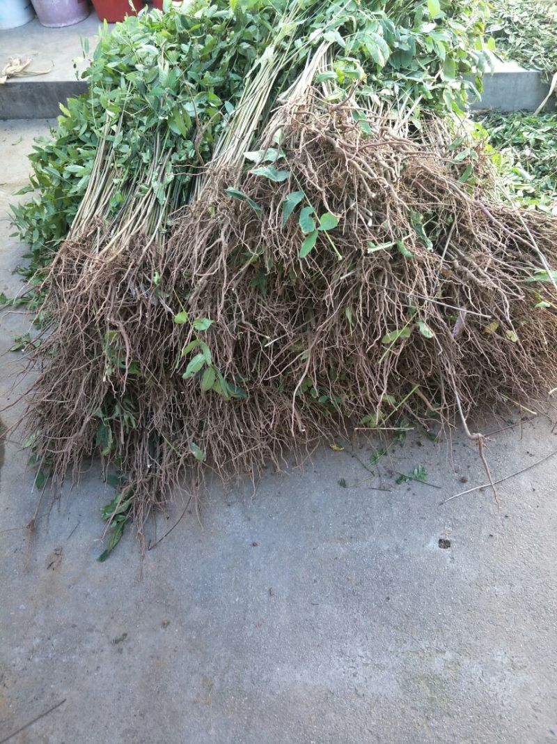 红油香椿苗大棚50~60cm，需要的朋友联系