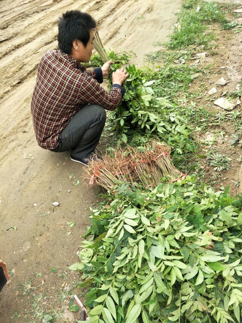 红油香椿苗大棚50~60cm，需要的朋友联系