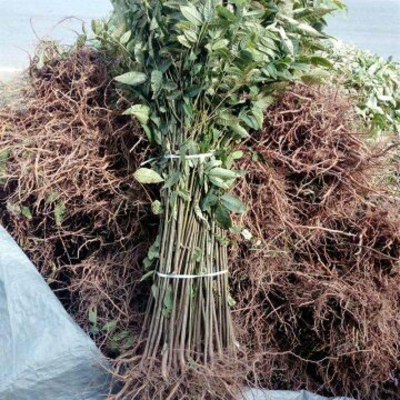 红油香椿苗大棚50~60cm，需要的朋友联系