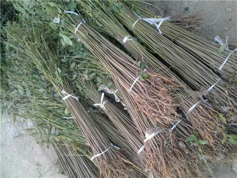 红油香椿苗大棚50~60cm，需要的朋友联系