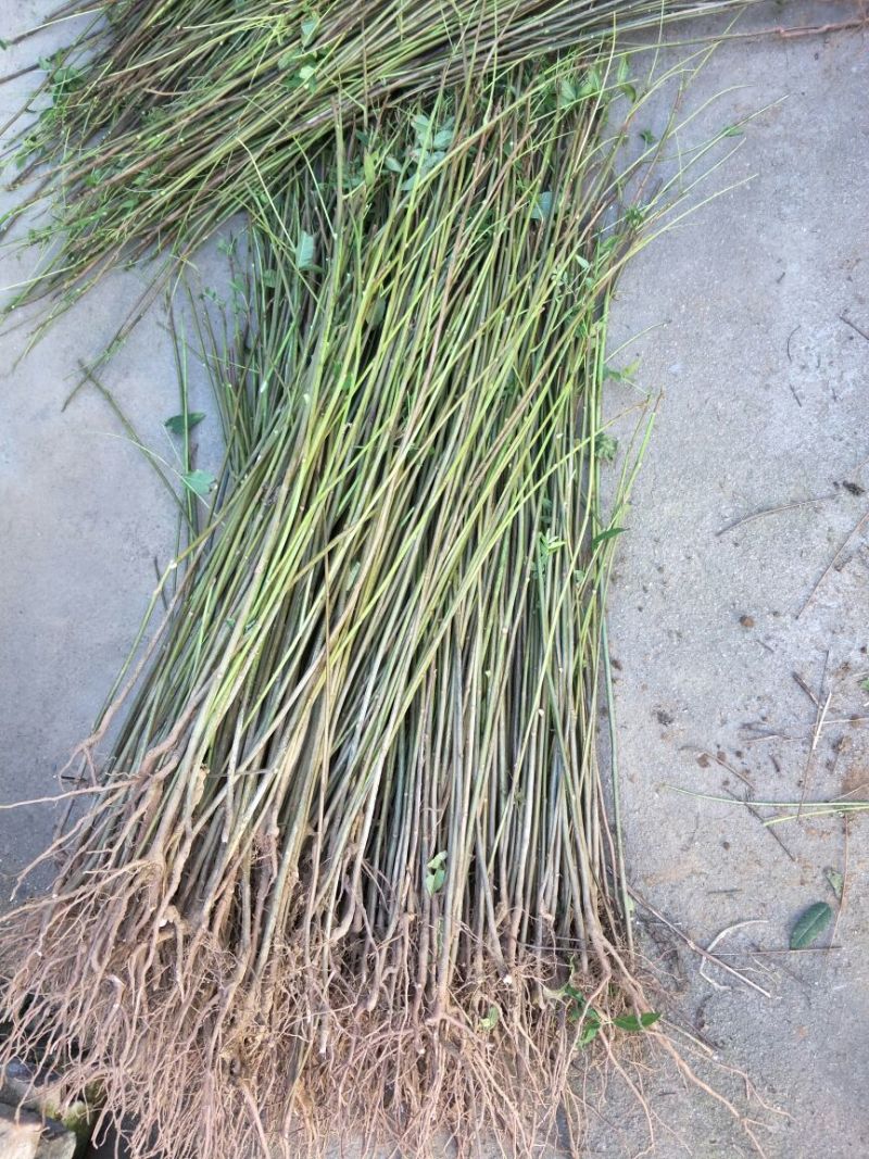 红油香椿苗大棚50~60cm，需要的朋友联系