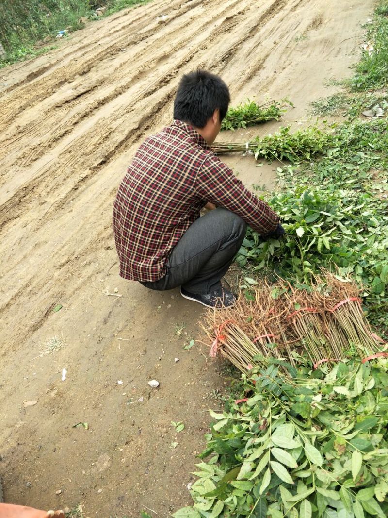 红油香椿苗大棚50~60cm，需要的朋友联系