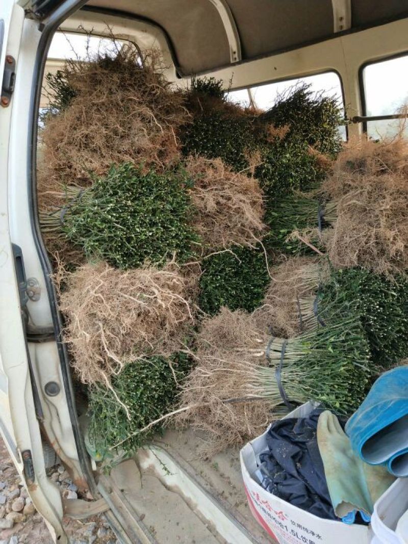 枳壳苗枳壳大苗枳壳小苗枸橘苗现发现发保湿发货包邮