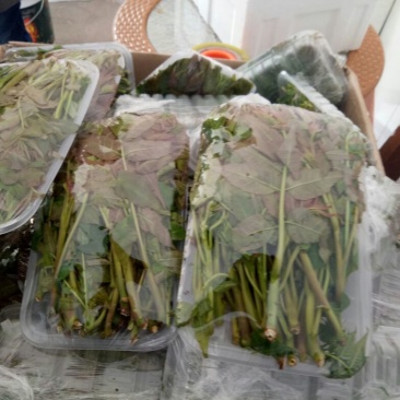 红油6号香椿20cm以下