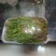 红油6号香椿20cm以下