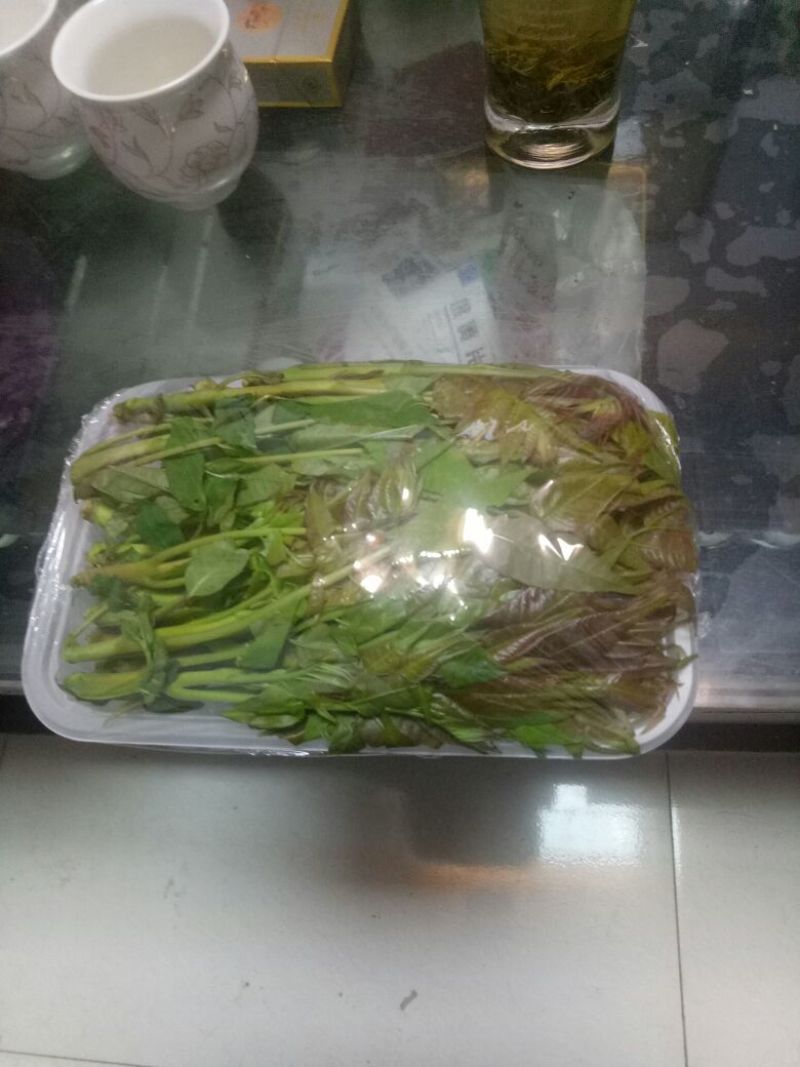 红油6号香椿20cm以下
