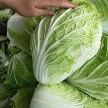 兰陵县黄心白菜，白菜，基地一手货源，充足7斤以上毛菜，