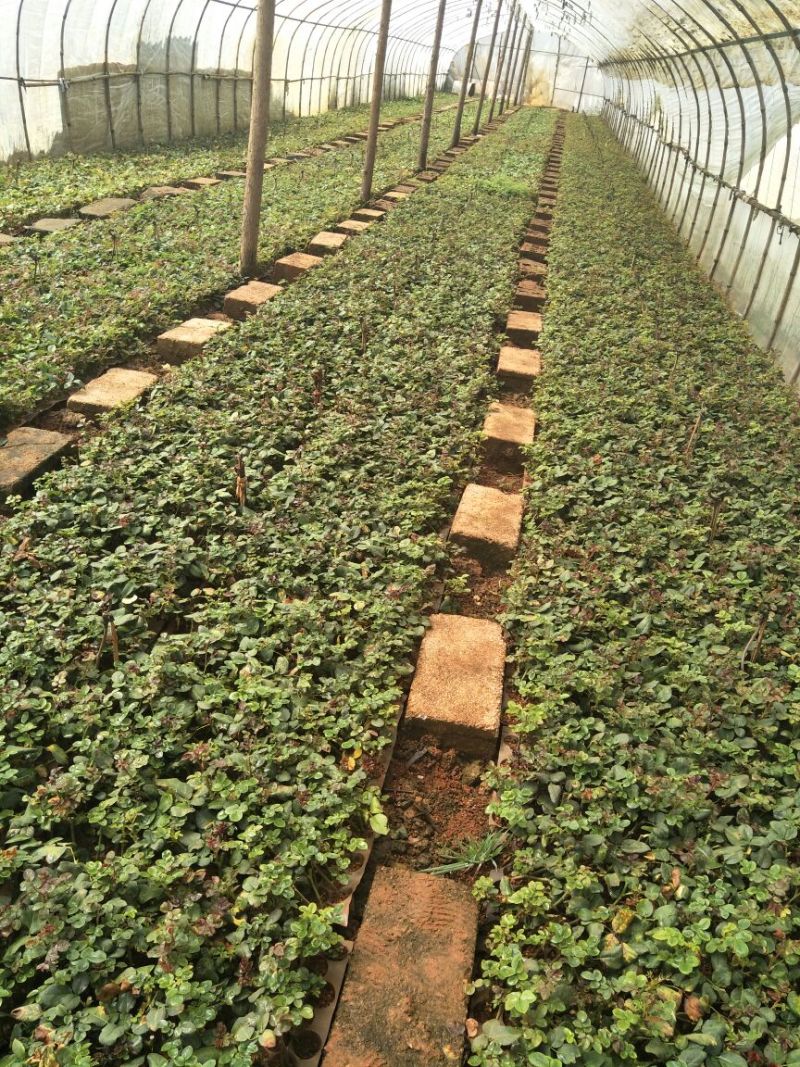 红玫瑰苗卡罗拉500棵花卉盆景全年长期有货批