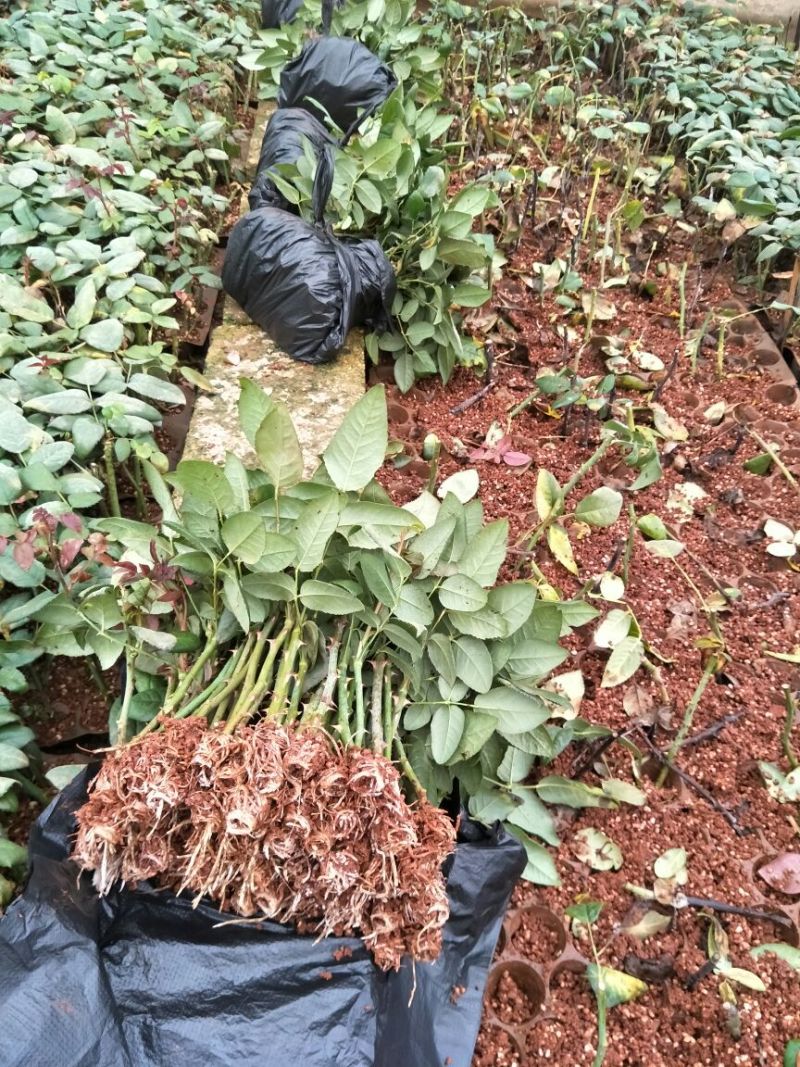 红玫瑰苗卡罗拉500棵花卉盆景全年长期有货批
