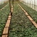 红玫瑰苗卡罗拉500棵花卉盆景全年长期有货批