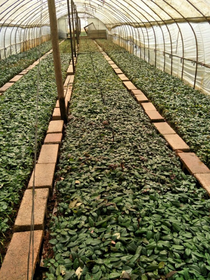 红玫瑰苗卡罗拉500棵花卉盆景全年长期有货批