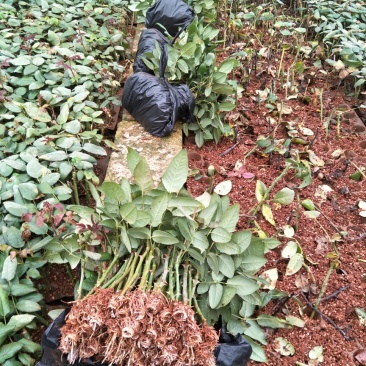 红玫瑰苗卡罗拉500棵花卉盆景全年长期有货批