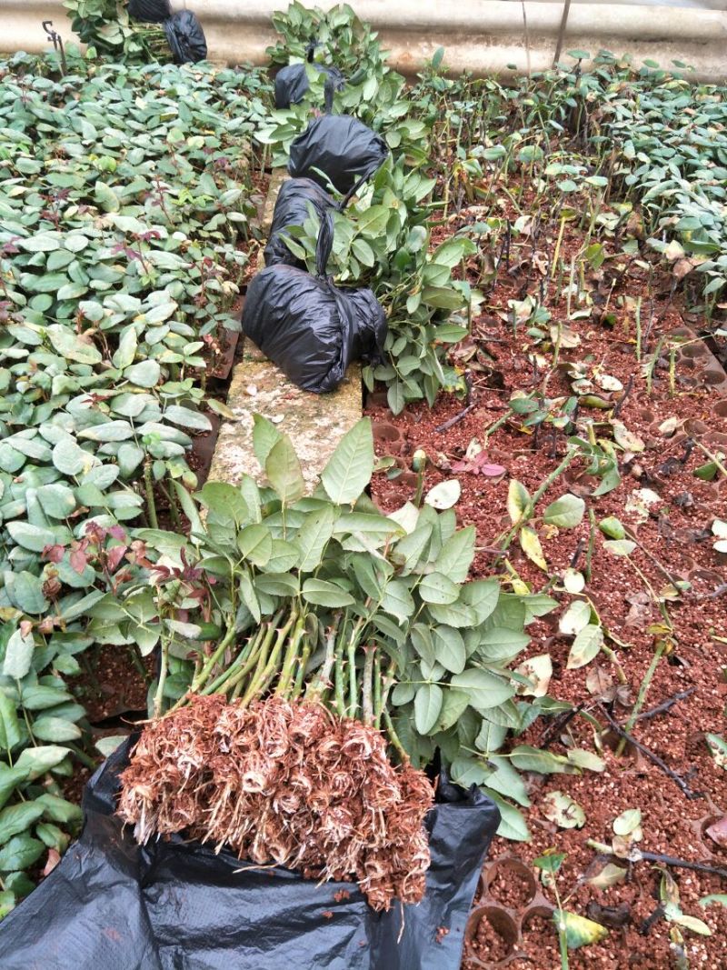红玫瑰苗卡罗拉500棵花卉盆景全年长期有货批
