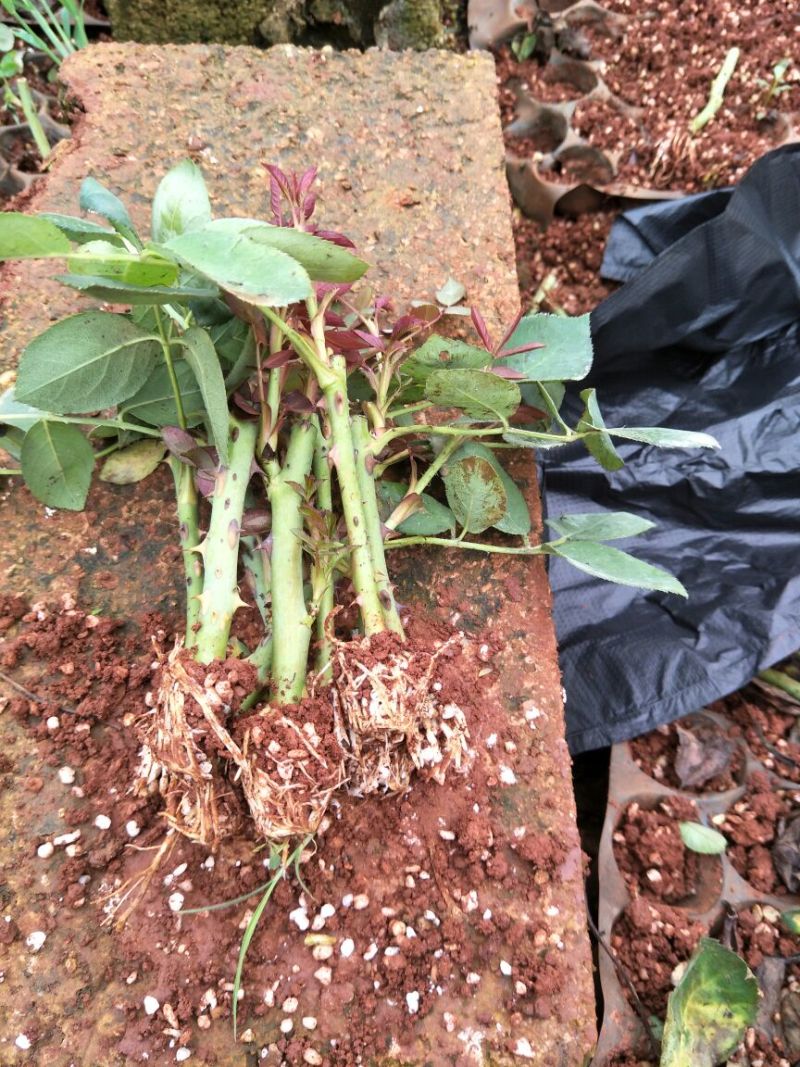 红玫瑰苗卡罗拉500棵花卉盆景全年长期有货批