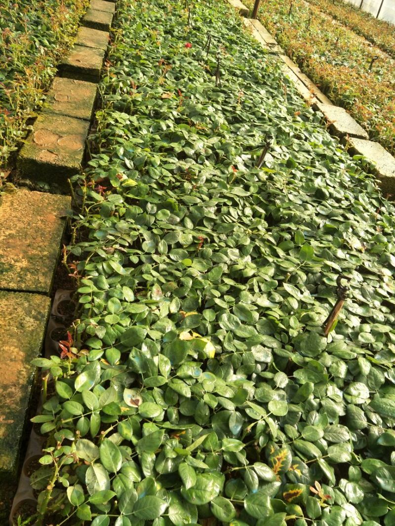 红玫瑰苗卡罗拉500棵花卉盆景全年长期有货批