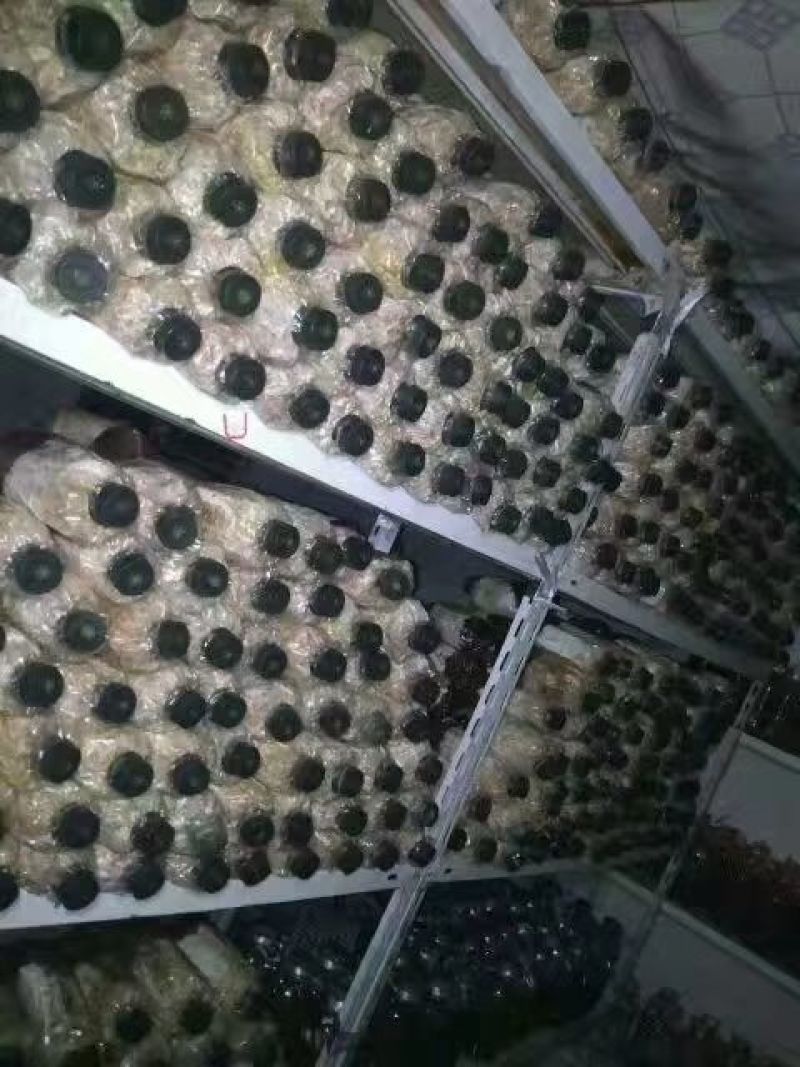 菌棒大球盖菇菌种研究所专业研发免费提供技术指导