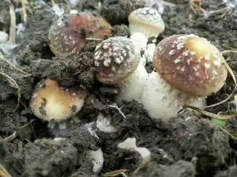菌棒大球盖菇菌种研究所专业研发免费提供技术指导
