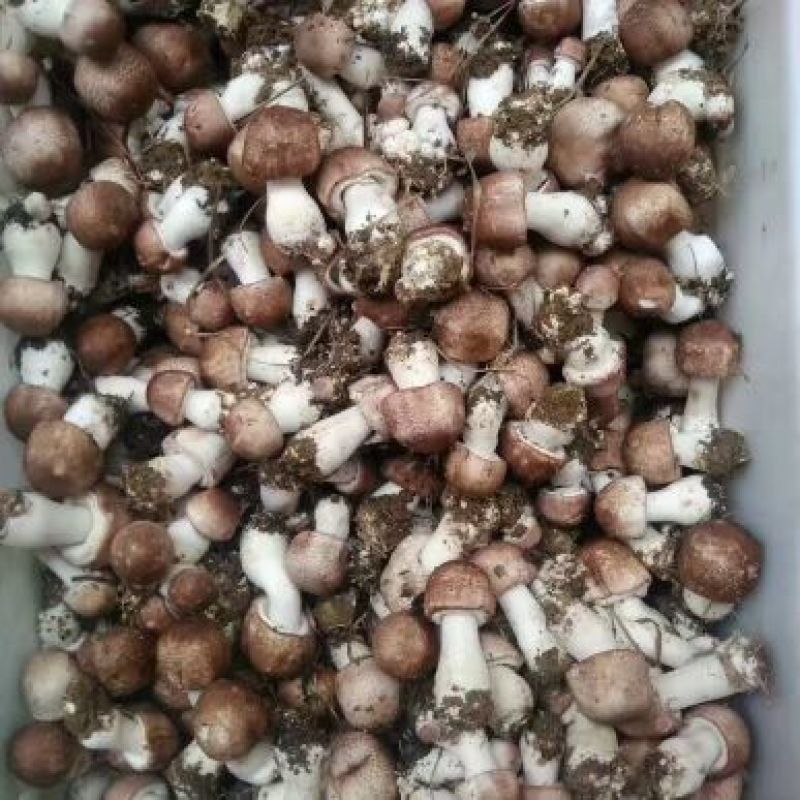 菌棒大球盖菇菌种研究所专业研发免费提供技术指导